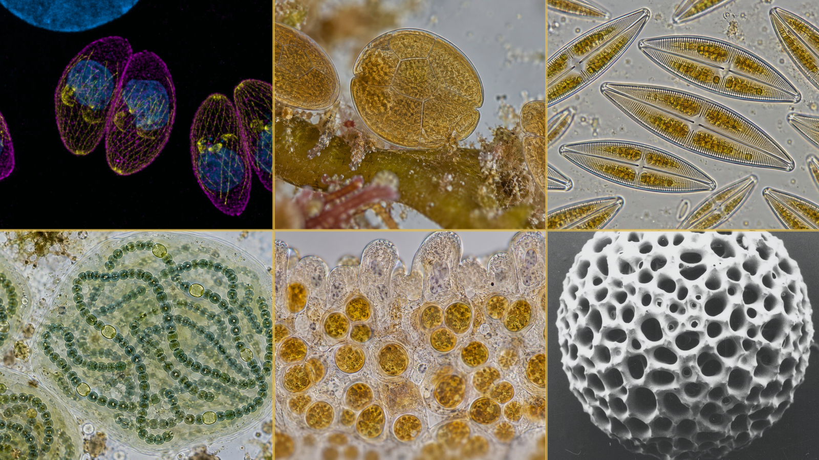 Microorganisms category artwork