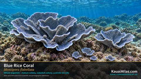 Illustrated blue rice coral